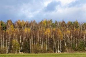 fogliame giallo e arancione su betulle foto