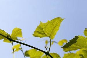 foglie verdi d'uva nella stagione primaverile foto