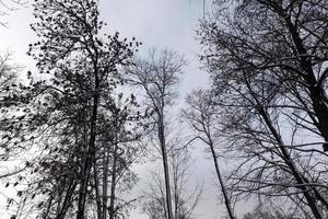 alberi in inverno, giorno foto