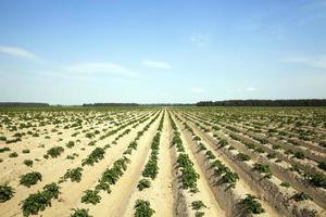 patate nel campo foto