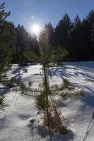 abeti e pini nella stagione invernale foto