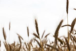 campo di grano, da vicino foto