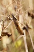 il campo con il raccolto di piselli è giallo foto