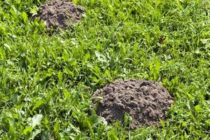 il terreno scavato da una talpa sul territorio di un campo foto