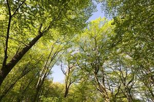 pioppi verdi nella stagione primaverile nella foresta foto