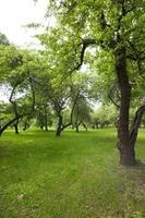 parco primaverile, primo piano foto