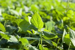 fogliame verde dei fagioli di asparagi nel campo foto