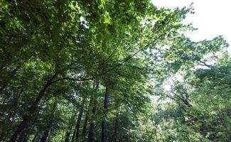 il fogliame degli alberi è illuminato dalla luce solare intensa foto