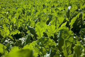 barbabietola verde per la produzione di zucchero in campo agricolo foto