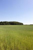 un campo d'orzo foto