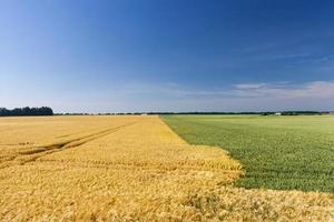 campi di grano verde e di segale gialla foto