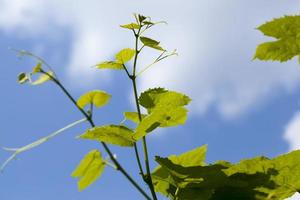 foglie verdi d'uva nella stagione primaverile foto