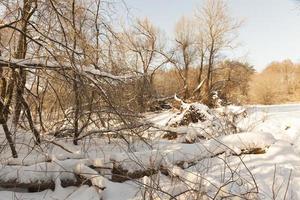 piante coperte di neve e gelo foto