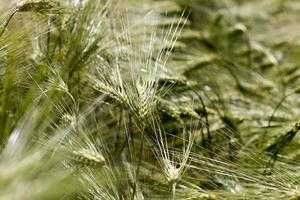 campo di grano con piante di grano immature verdi foto