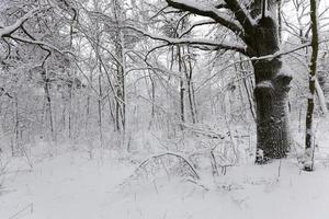 alberi decidui nudi nella neve in inverno foto