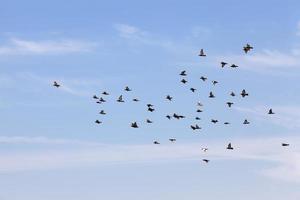 uno stormo di piccioni che volano nel cielo blu foto