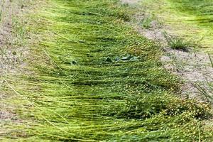 un campo agricolo dove matura il lino foto