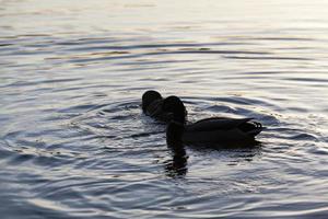 anatre di uccelli acquatici in primavera o estate, uccelli acquatici selvatici foto