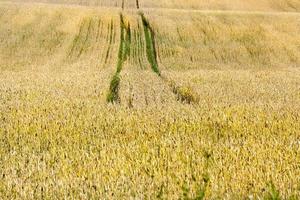 campo di grano, da vicino foto