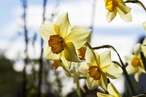 fiori gialli di narcisi durante la fioritura foto