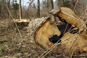 abbattere alberi per la raccolta del legname foto