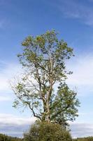 un albero solitario foto