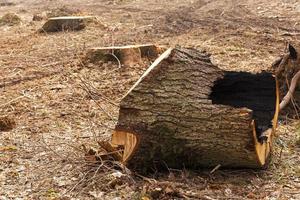 abbattere alberi per la raccolta del legname foto