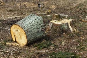 abbattere alberi per la raccolta del legname foto