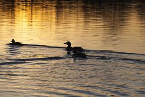 anatre di uccelli acquatici in primavera o estate, uccelli acquatici selvatici foto