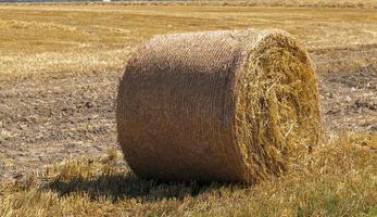 la raccolta del grano, la natura e le attività agricole foto