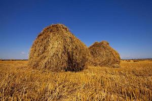 agricoltura da vicino foto