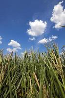 campo di grano, estate foto