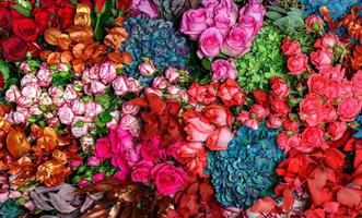 rose multicolori