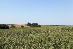 campo di grano, cielo blu foto