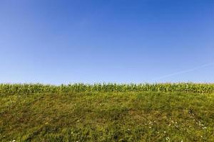 campo agricolo con una coltura, attività agricola nell'Europa orientale foto