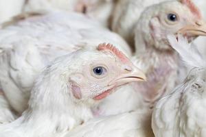 una razza di pollo da carne geneticamente migliorata foto