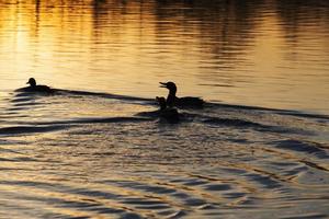 anatre di uccelli acquatici in primavera o estate, uccelli acquatici selvatici foto