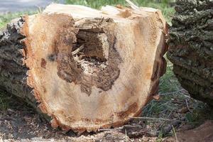 vecchio tronco d'albero foto