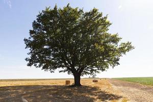 la quercia decidua cresce in un campo agricolo foto