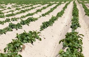 patate nel campo foto