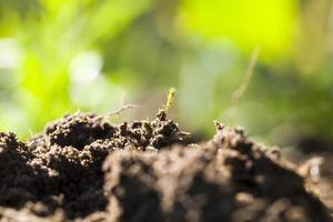 foto ravvicinata di sabbia e terreno