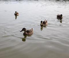 anatre selvatiche in natura foto