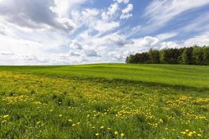 attività agricole nel campo della produzione vegetale foto