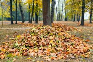 autunno nel parco foto