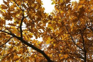 latifoglie querce nel bosco o nel parco foto