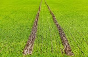 agricoltura. cereali. molla foto