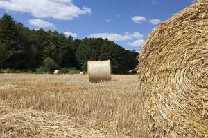 cataste della loro paglia di grano foto