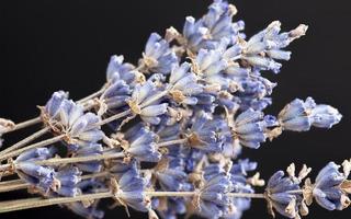 piccoli fiori di lavanda essiccati foto