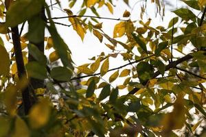 particolarità e caratteristiche della stagione autunnale foto