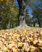 autunno nel parco foto